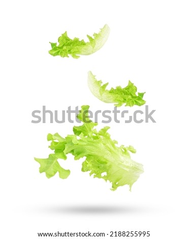 Similar – Image, Stock Photo Fresh salad of green chard leaves or mangold