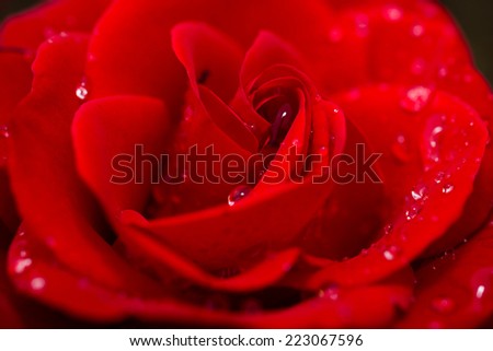 Beautiful red rose in dew drops on a dark background