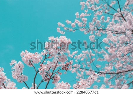 Similar – Foto Bild Schöne rosa Sakura Blumen, Kirschblüte während des Frühlings gegen blauen Himmel