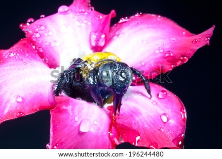 Carpenter bee macro in the pink flowers nature
