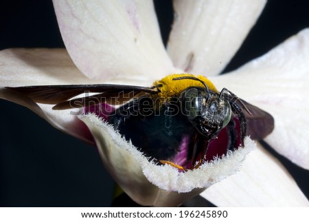 Carpenter bee Xylocopa pubescens on a white flower