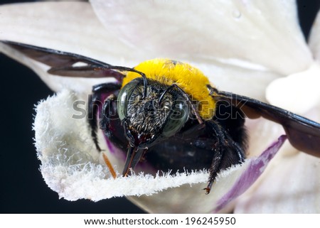 Carpenter bee Xylocopa pubescens on a white flower