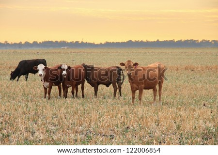 darling downs cattle grazing on grain stubble sunrise