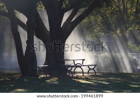 morning sunlight beams through rain covered foliage toowoomba queensland