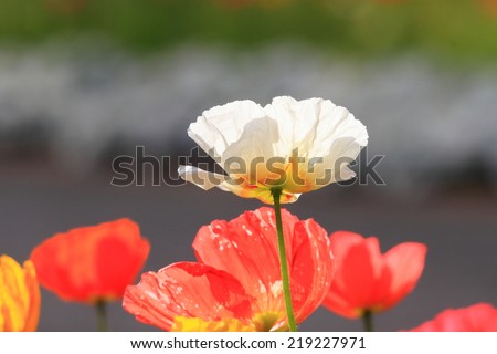 poppy in Toowoomba carnival flowers also symbol of remembrance and middle eastern opium trade