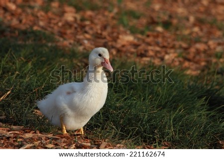 Little white orphan duck toowoomba japanese gardens