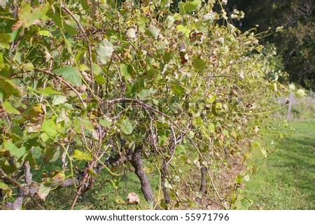 grape vine lines in the sunshine coast hinterland