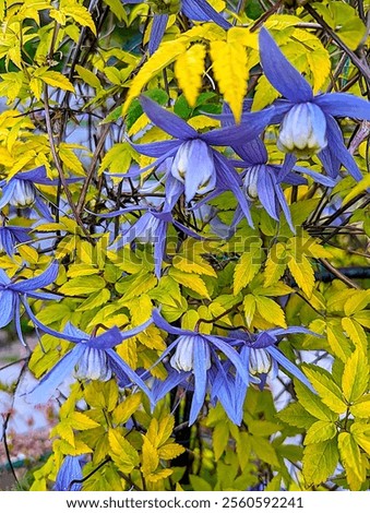 Similar – Foto Bild blühende Clematis in der Hecke