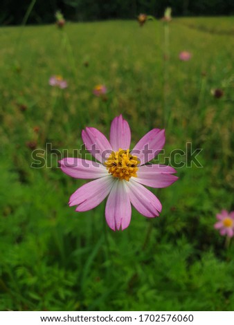 Shutterstock - PuzzlePix