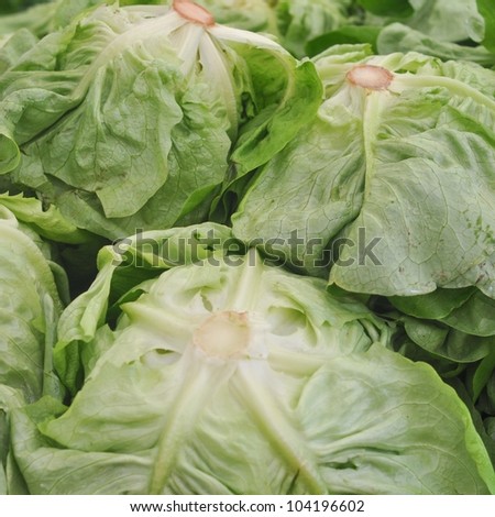 Lettuce (Lactuca sativa) aka green salad leaf vegetables