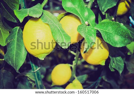 A lemon tree in the Citrus Limon family vintage look