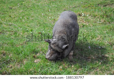 Large Black Pig aka Devon or Cornwall Black breed of domestic pig native to Great Britain