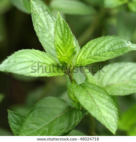 Close up view of a peppermint plant