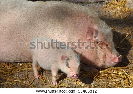 Pig (Kingdom Animalia, Phylum Chordata, Class Mammalia Theria Eutheria, Order Artiodactyla, Family Suidae Suinae)