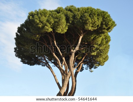 Trees branches and leaves over sky background