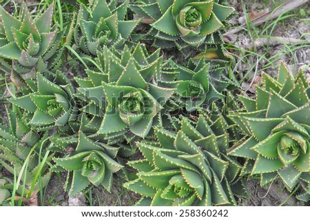 Aloe vera African succulent plant often used in herbal medicine