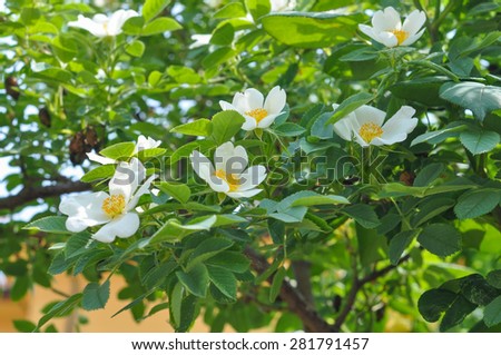 White Wild rose flower aka Rosa acicularis or prickly wild rose or prickly rose or bristly rose or Arctic rose or Rosa canina flower