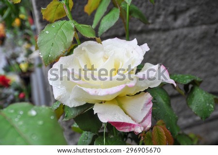 White Rose perennial flower shrub vine of genus Rosa Rosaceae flower
