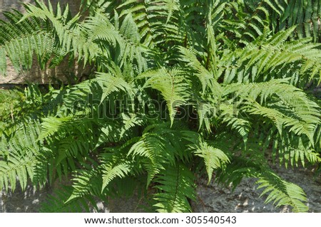 Green Fern (Leptosporangiate ferns) plant