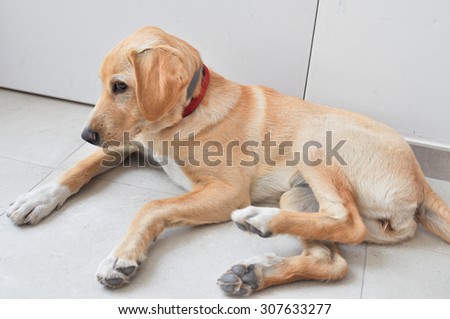 Labrador Domestic dog aka Canis lupus familiaris animal part of Mammalia aka mammals