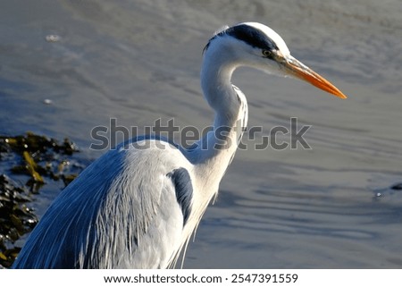 Similar – Image, Stock Photo Grey heron waiting for prey on green pond bank