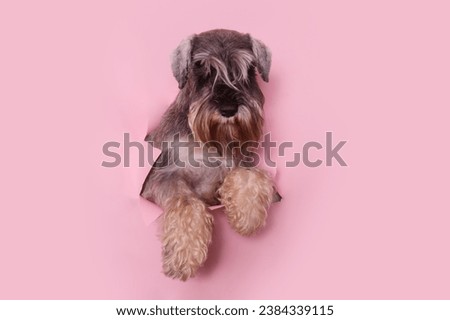 Similar – Image, Stock Photo Cute dogs looking through window