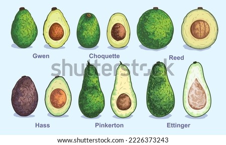 Various types of avocados. Vector illustration. Set for advertising and selling fruits on the site or in the store. Whole avocado and half with pit. Packaging, menu, magazine or brand book design.