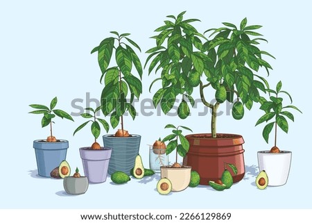 Collection of avocado trees. Plant the seed in a pot of soil. A mature tree bears ripe fruit. Vector illustration. Avocado sliced and whole. Home gardening, shop design, advertising or farm growing