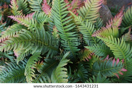 Dryopteris erythrosora, the autumn fern, Japanese wood fern, or copper shield fern is a green and purple colored fern