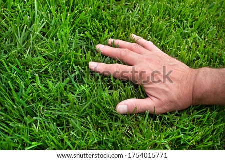 Closeup man's hand inspecting green grass lawn, healthy tall fescue, water, watering, damaged grass, new over seed grass, fertilizer application, thick grass, caring for your lawn, no weeds, weeding