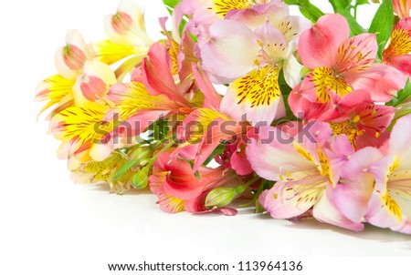 Bouquet of Alstroemeria flowers  lying on a white background.
