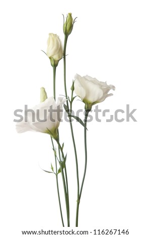 white  flowers isolated on white. eustoma
