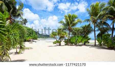 Palm Trees