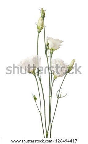white flowers isolated on white. eustoma