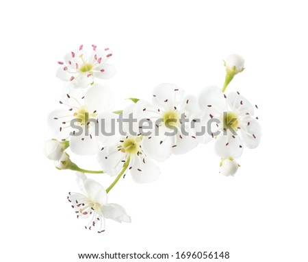  White flowers of Hawthorn (May-tree)isolated on white background. Close-up. Foto d'archivio © 