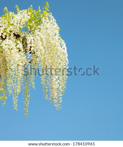White wisteria against blue sky