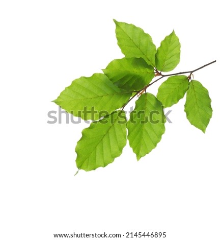 Similar – Image, Stock Photo from the small beech seedling