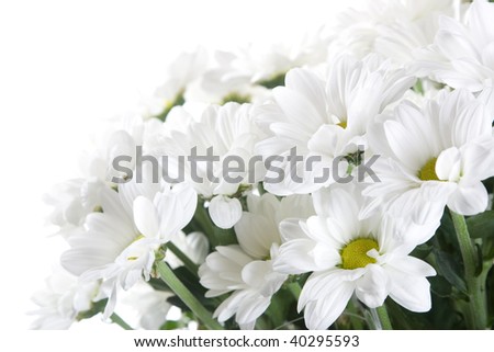 white Chrysanthemum on white background.