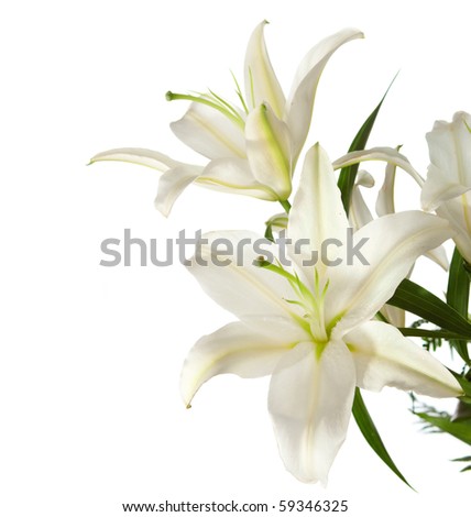 a fragment of white lilies \' bunch on a white background