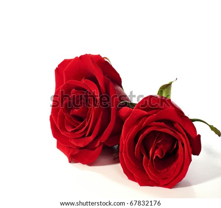Two red roses lying on a white background.