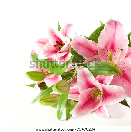 a fragment of pink  lilies ' bunch on a white background