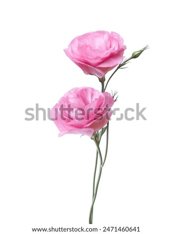 Similar – Image, Stock Photo Two flowers in a row