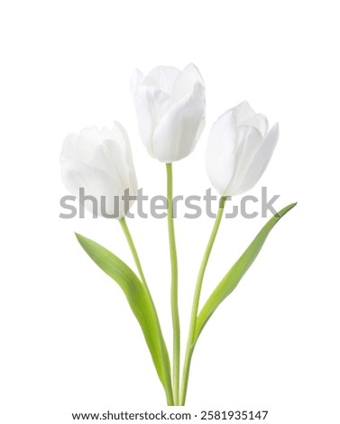 Similar – Foto Bild Drei weiße Tulpen mit grün