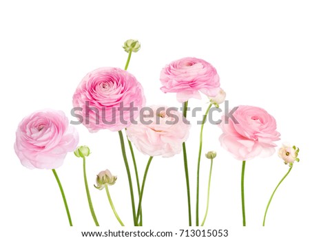 Similar – Image, Stock Photo Bouquet of ranunculus in a red and white jug standing on a wooden table. Next to it a part of a chair can be seen.