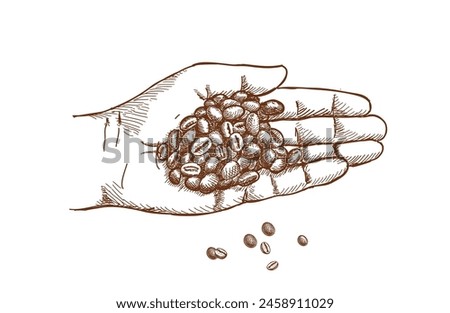 Coffee beans in a hand, sketch, hand drawing vector palm with coffee, perfect ingredient, choice grain.