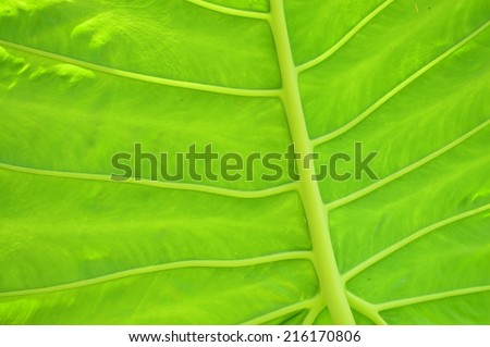 leaf structure with the green of nature under the sun light day.
