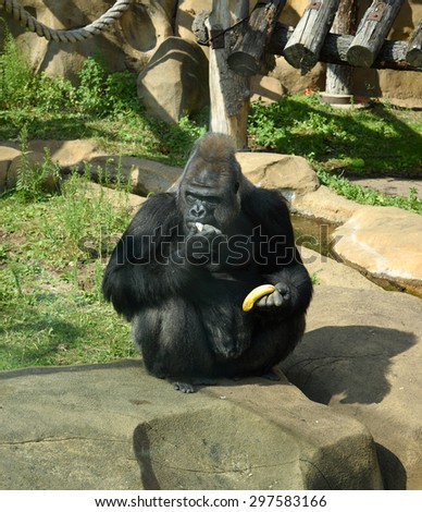 Gorilla with banana