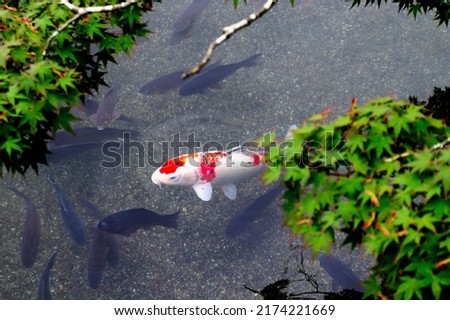 beautiful koi fish swimming in the clear water under maple tree 商業照片 © 