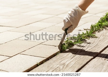 Removing Weed out of terrace Paving Stones in Garden. Remove Weeds among Paving Cobblestones Stockfoto © 