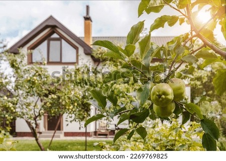Similar – Image, Stock Photo Apple tree in front of blue sky